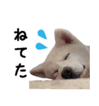 秋田犬 桜のスタンプ（個別スタンプ：26）