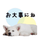 秋田犬 桜のスタンプ（個別スタンプ：28）