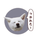秋田犬 桜のスタンプ（個別スタンプ：29）