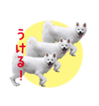 秋田犬 桜のスタンプ（個別スタンプ：30）