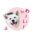 秋田犬 桜のスタンプ（個別スタンプ：31）