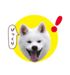 秋田犬 桜のスタンプ（個別スタンプ：32）
