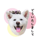 秋田犬 桜のスタンプ（個別スタンプ：33）