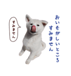 秋田犬 桜のスタンプ（個別スタンプ：35）