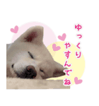 秋田犬 桜のスタンプ（個別スタンプ：36）