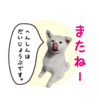秋田犬 桜のスタンプ（個別スタンプ：37）