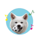 秋田犬 桜のスタンプ（個別スタンプ：38）