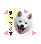 秋田犬 桜のスタンプ（個別スタンプ：39）