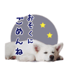 秋田犬 桜のスタンプ（個別スタンプ：40）
