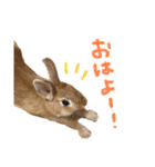 むぎとゆかいな仲間たち！（個別スタンプ：1）