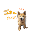 むぎとゆかいな仲間たち！（個別スタンプ：5）