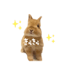 むぎとゆかいな仲間たち！（個別スタンプ：19）