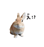 むぎとゆかいな仲間たち！（個別スタンプ：21）
