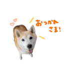 むぎとゆかいな仲間たち！（個別スタンプ：24）