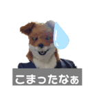 ジョキーンFOX（個別スタンプ：11）