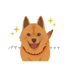 甲斐犬カイの日常スタンプ（個別スタンプ：2）