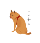 甲斐犬カイの日常スタンプ（個別スタンプ：4）