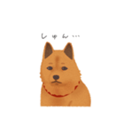 甲斐犬カイの日常スタンプ（個別スタンプ：6）