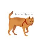 甲斐犬カイの日常スタンプ（個別スタンプ：7）