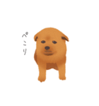 甲斐犬カイの日常スタンプ（個別スタンプ：15）