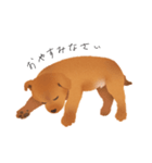 甲斐犬カイの日常スタンプ（個別スタンプ：16）