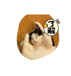 ももこのスタンプ（可愛いスタンプ）（個別スタンプ：16）