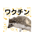ハリネズミうぶぅの今しか使えないスタンプ（個別スタンプ：3）