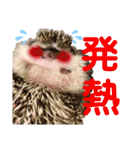 ハリネズミうぶぅの今しか使えないスタンプ（個別スタンプ：11）