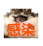 ハリネズミうぶぅの今しか使えないスタンプ（個別スタンプ：17）