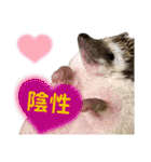 ハリネズミうぶぅの今しか使えないスタンプ（個別スタンプ：23）