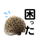 ハリネズミうぶぅの今しか使えないスタンプ（個別スタンプ：31）