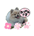 812ポンちゃん（個別スタンプ：1）