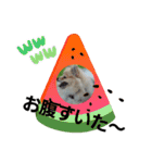 812ポンちゃん（個別スタンプ：2）