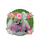 812ポンちゃん（個別スタンプ：3）