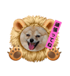812ポンちゃん（個別スタンプ：6）