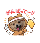 812ポンちゃん（個別スタンプ：13）