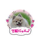 812ポンちゃん（個別スタンプ：14）