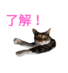 チョコとみーちゃん（個別スタンプ：2）