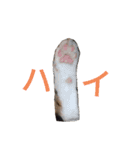チョコとみーちゃん（個別スタンプ：3）
