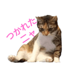 チョコとみーちゃん（個別スタンプ：5）