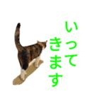 チョコとみーちゃん（個別スタンプ：6）