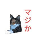 チョコとみーちゃん（個別スタンプ：7）