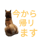 チョコとみーちゃん（個別スタンプ：8）