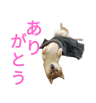 チョコとみーちゃん（個別スタンプ：9）