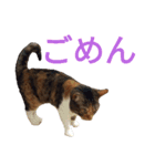 チョコとみーちゃん（個別スタンプ：10）