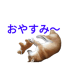 チョコとみーちゃん（個別スタンプ：11）