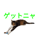 チョコとみーちゃん（個別スタンプ：12）