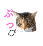 チョコとみーちゃん（個別スタンプ：14）