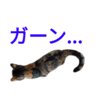 チョコとみーちゃん（個別スタンプ：15）