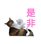 チョコとみーちゃん（個別スタンプ：16）
